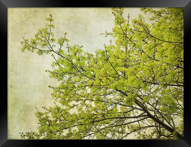 tree in spring Framed Print by Heather Newton