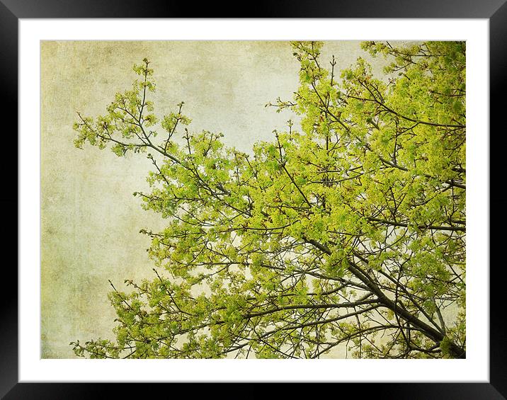 tree in spring Framed Mounted Print by Heather Newton
