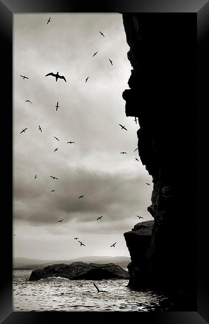 the bird cave Framed Print by Heather Newton