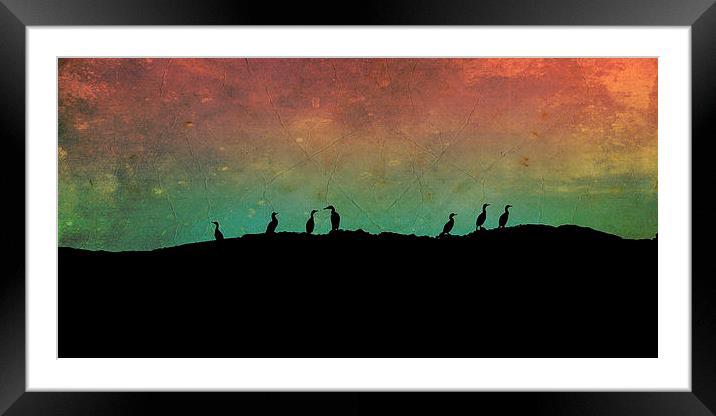 cormorants - Northern Lights Framed Mounted Print by Heather Newton