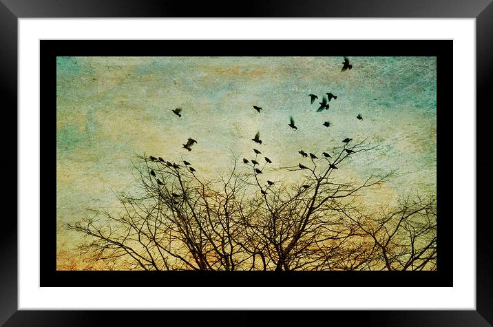 starlings Framed Mounted Print by Heather Newton