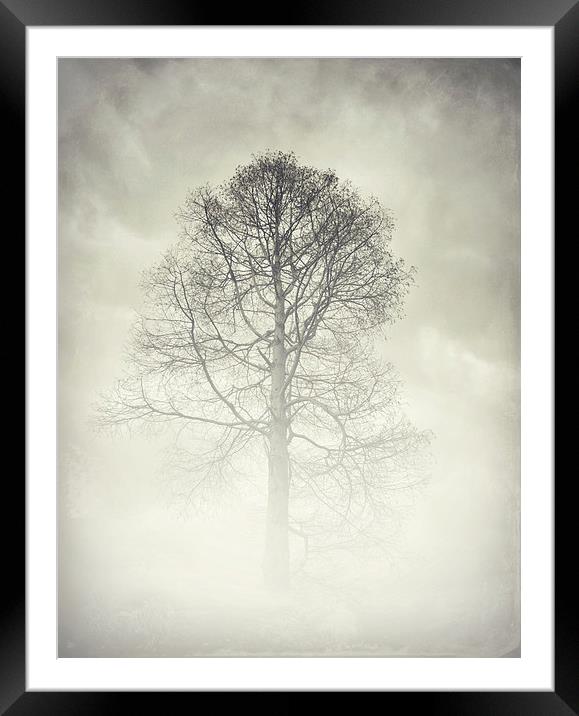 the winter tree Framed Mounted Print by Heather Newton