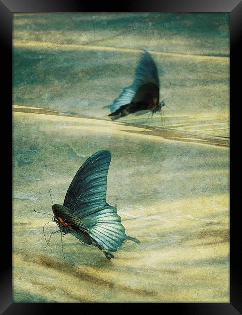 dance of the butterflies Framed Print by Heather Newton