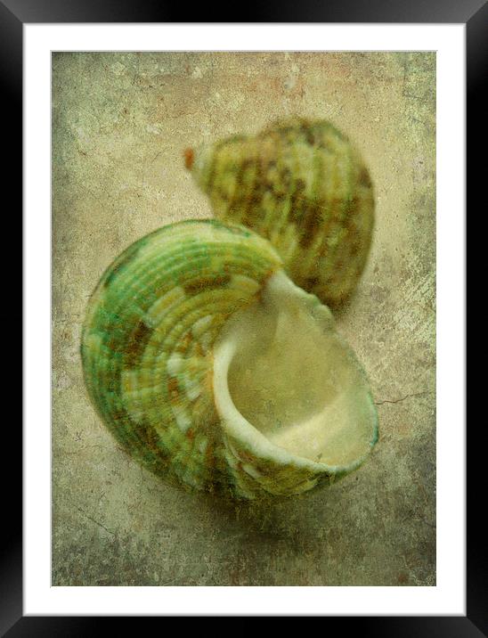 2 green seashells Framed Mounted Print by Heather Newton