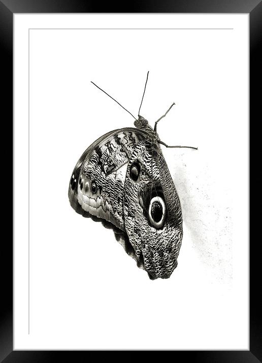 owl butterfly in black and white Framed Mounted Print by Heather Newton