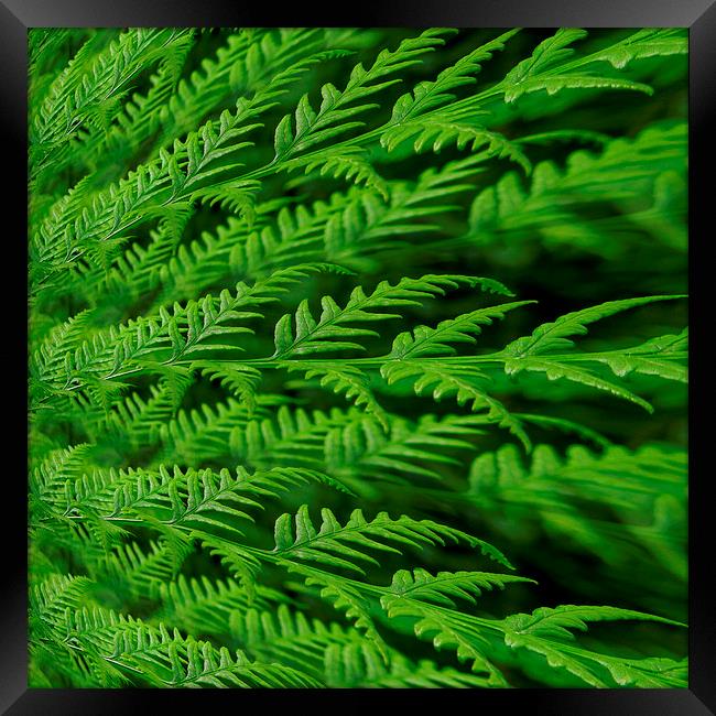 fern in the abstract Framed Print by Heather Newton