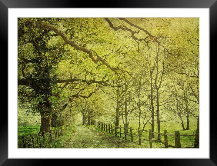 walking in the sunlight Framed Mounted Print by Heather Newton