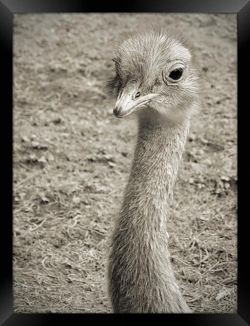 baby rhea Framed Print by Heather Newton