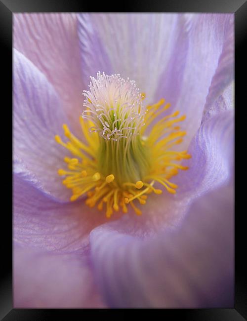 pasque flower Framed Print by Heather Newton