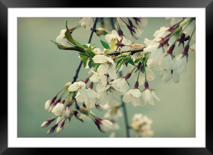sweet blossom Framed Mounted Print by Heather Newton