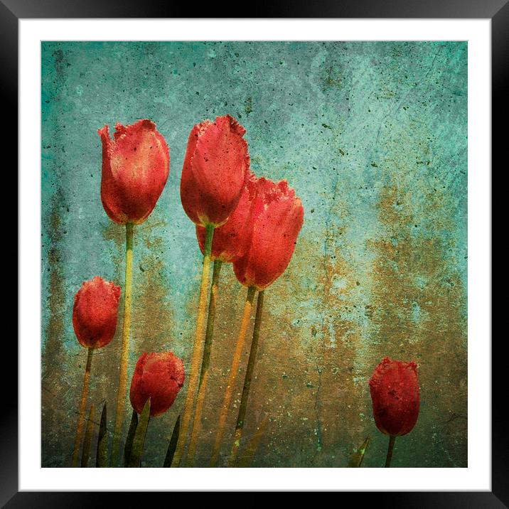 textured tulips Framed Mounted Print by Heather Newton