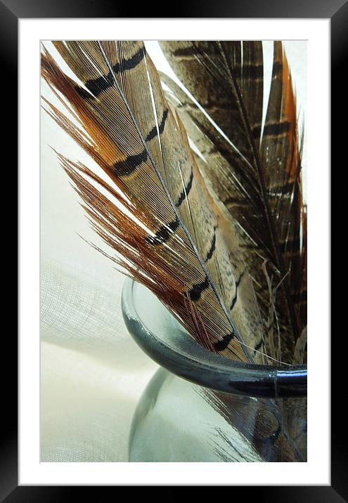 pheasant feathers Framed Mounted Print by Heather Newton