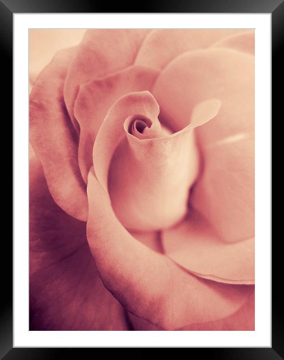 blushing rose Framed Mounted Print by Heather Newton