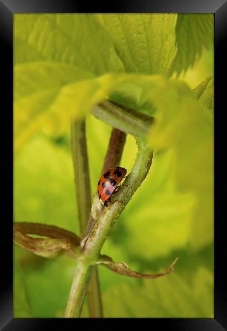  Harlequin ladybird Framed Print by Heather Newton