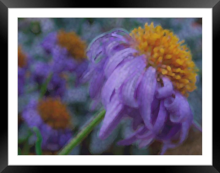 dreaming in purple Framed Mounted Print by Heather Newton