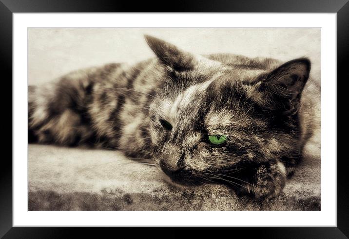  little green eyed monster Framed Mounted Print by Heather Newton