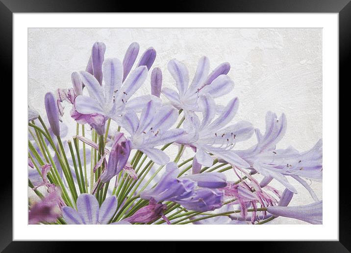vintage agapanthus Framed Mounted Print by Heather Newton