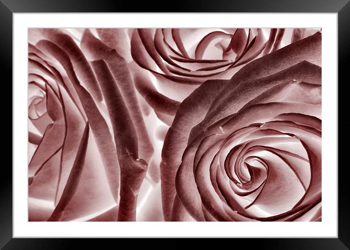  ice pink roses Framed Mounted Print by Heather Newton