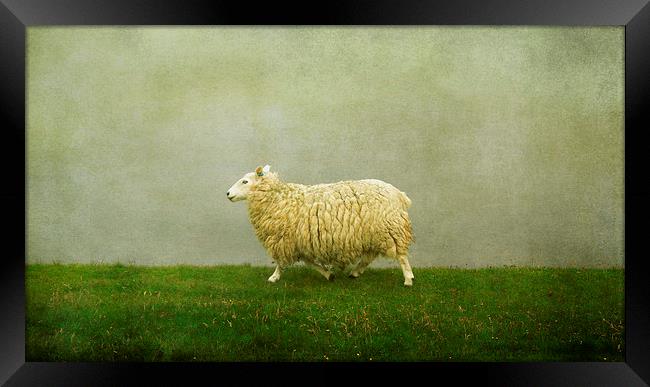  Shetland sheep Framed Print by Heather Newton