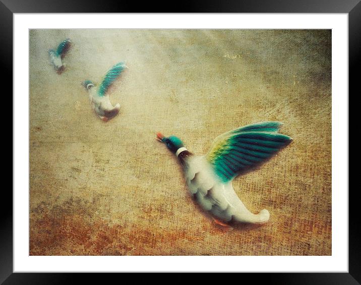  3 flying ducks Framed Mounted Print by Heather Newton