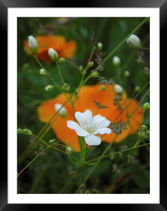 little white flowers and orange poppies  Framed Mounted Print by Heather Newton