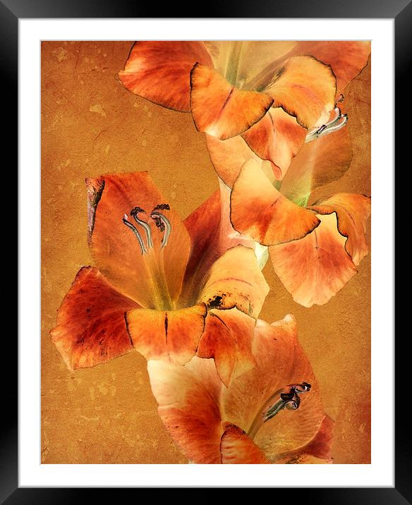 amber glow Framed Mounted Print by Heather Newton