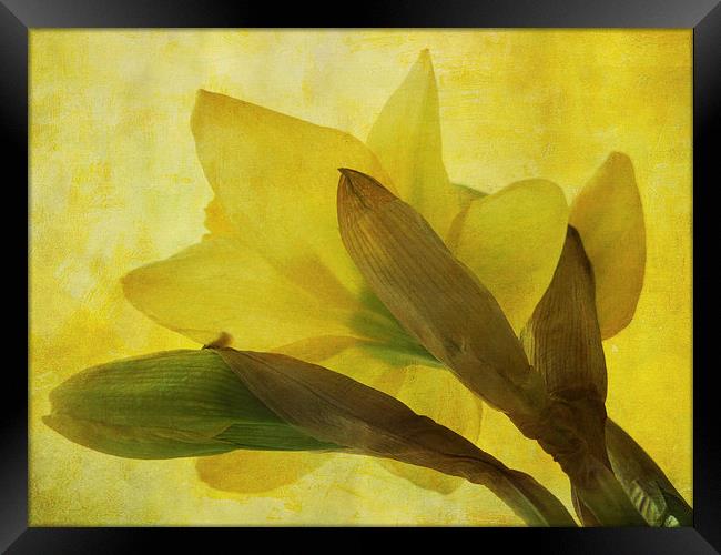  daffodil days Framed Print by Heather Newton