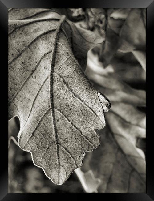 winter leaves (black and white) Framed Print by Heather Newton