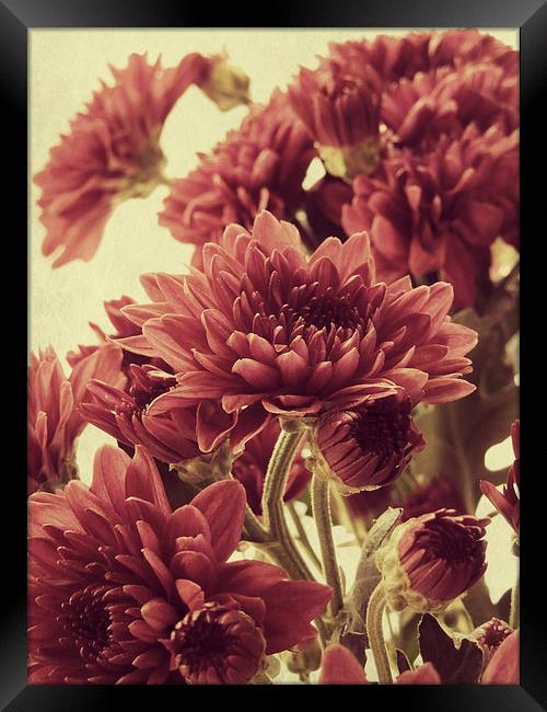  old fashioned chrysanthemums Framed Print by Heather Newton