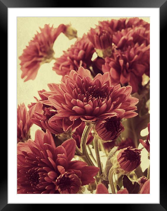  old fashioned chrysanthemums Framed Mounted Print by Heather Newton