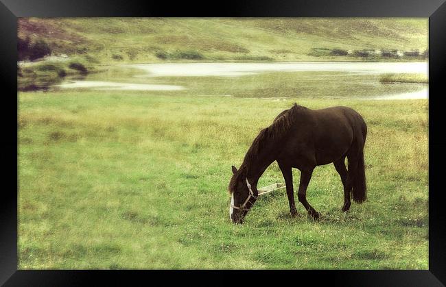  grazing by Clickimin Loch Framed Print by Heather Newton