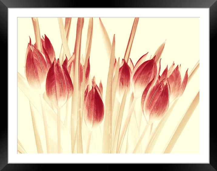  ethereal tulips Framed Mounted Print by Heather Newton