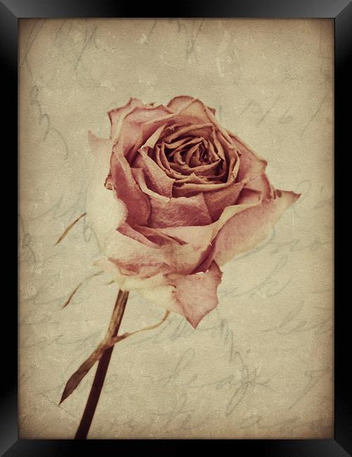a lover's rose  Framed Print by Heather Newton