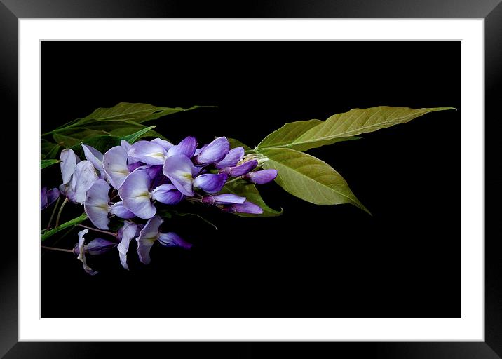wisteria night  Framed Mounted Print by Heather Newton