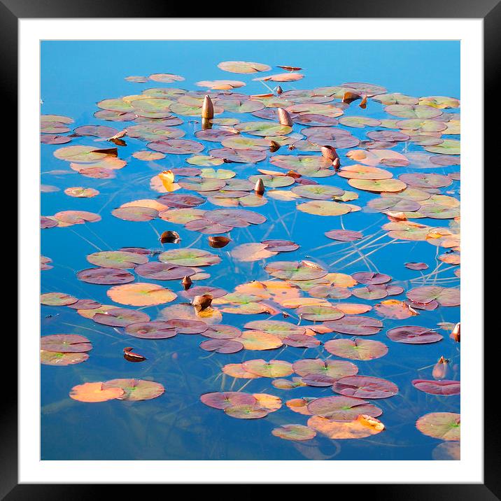 waterlilies in autumn Framed Mounted Print by Heather Newton