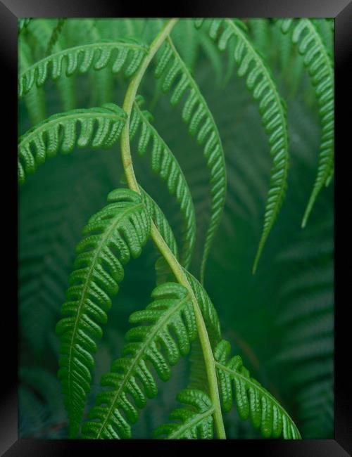 emerald fern Framed Print by Heather Newton