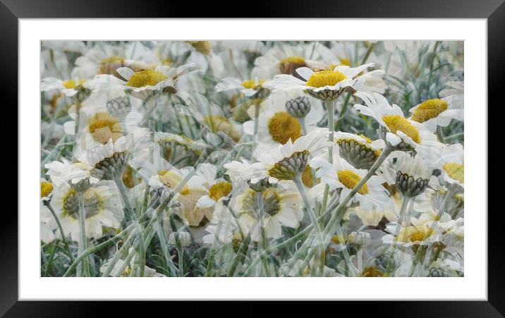 daisy delirium Framed Mounted Print by Heather Newton