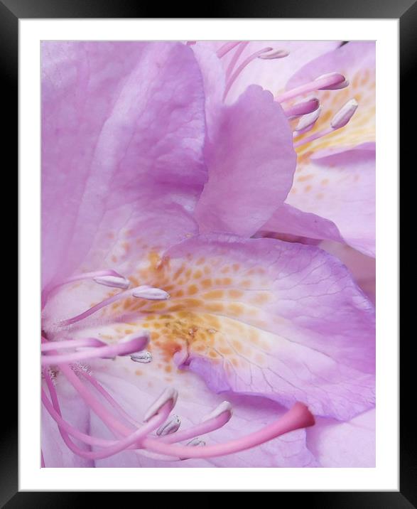 Rhododendron rising Framed Mounted Print by Heather Newton