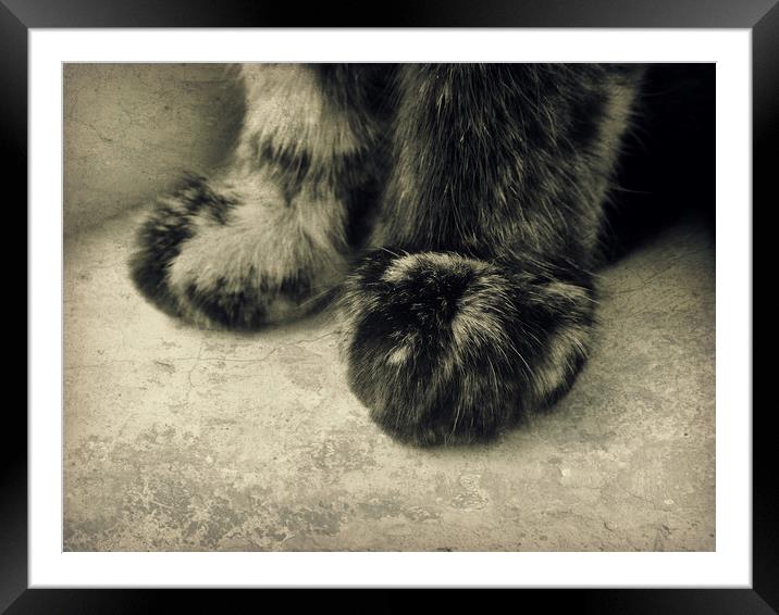 little paws Framed Mounted Print by Heather Newton
