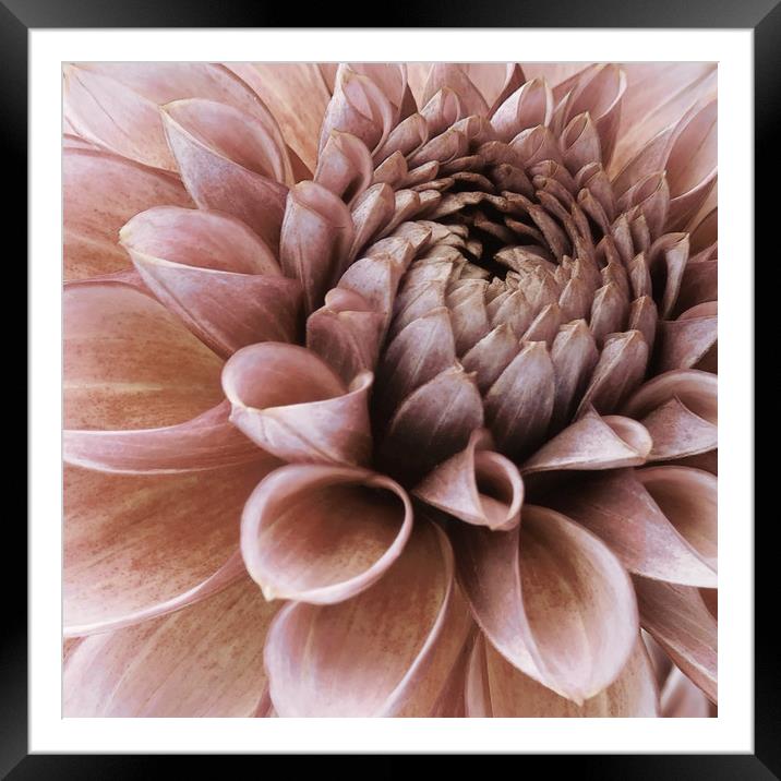 vintage faded pink dahlia Framed Mounted Print by Heather Newton