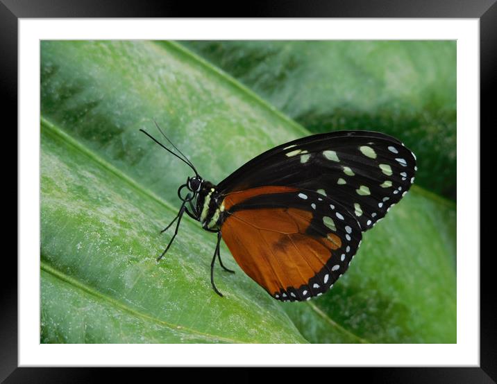 monarch on the green Framed Mounted Print by Heather Newton