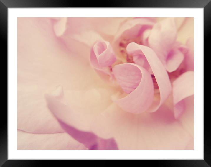 unfurling petals Framed Mounted Print by Heather Newton