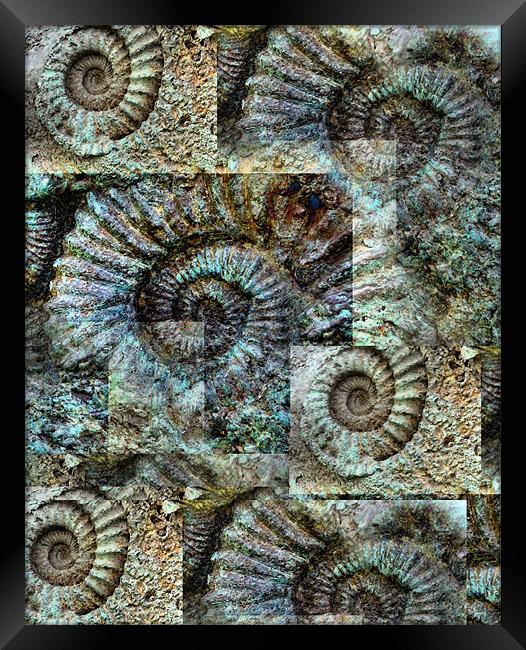Ammonite Wall Framed Print by Heather Newton
