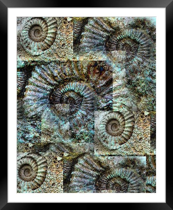 Ammonite Wall Framed Mounted Print by Heather Newton