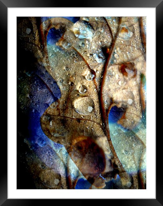 raindrops on oak leaf Framed Mounted Print by Heather Newton