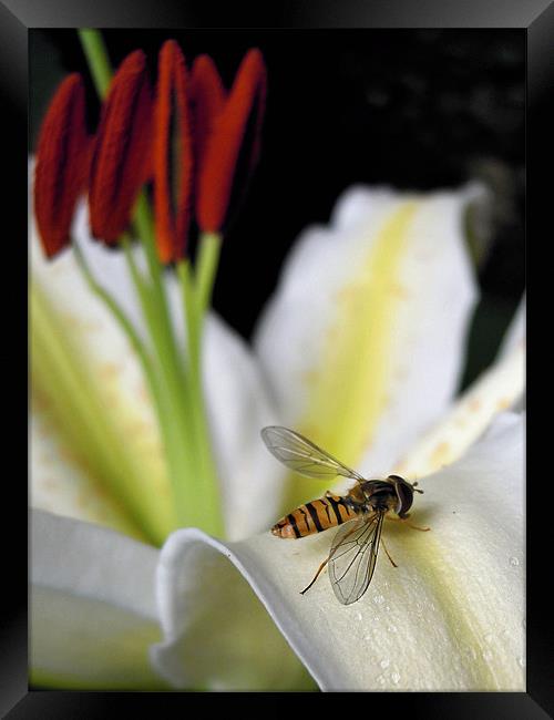 hover fly and lilies Framed Print by Heather Newton