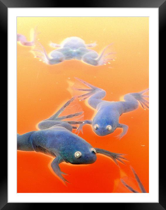 Xenopus frogs Framed Mounted Print by Heather Newton