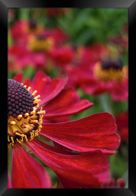 red flower Framed Print by Heather Newton