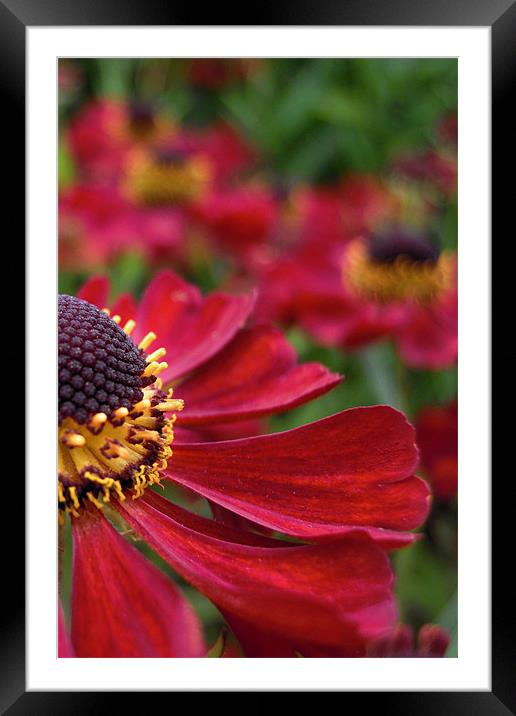 red flower Framed Mounted Print by Heather Newton
