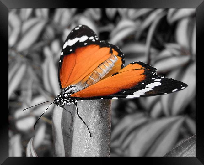 orange butterfly Framed Print by Heather Newton